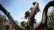 Игра Dragon&amp;#039;s Dogma: Dark Arisen [Nintendo Switch, английская версия] в Грозном